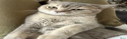 Scottish Fold cats for sale: 2 6 Months loving scottish Kittens - Advert 3