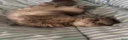 Scottish Fold cats for sale: Scottish Fold x Pedigree British Shorthair Kittens in Tipton - Advert 4