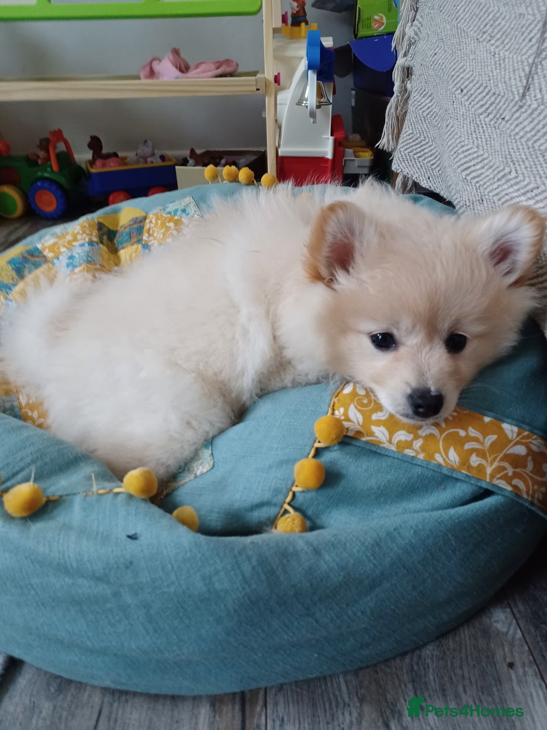 German Spitz dogs for sale: Unique female Spitz puppy available now - Advert 7