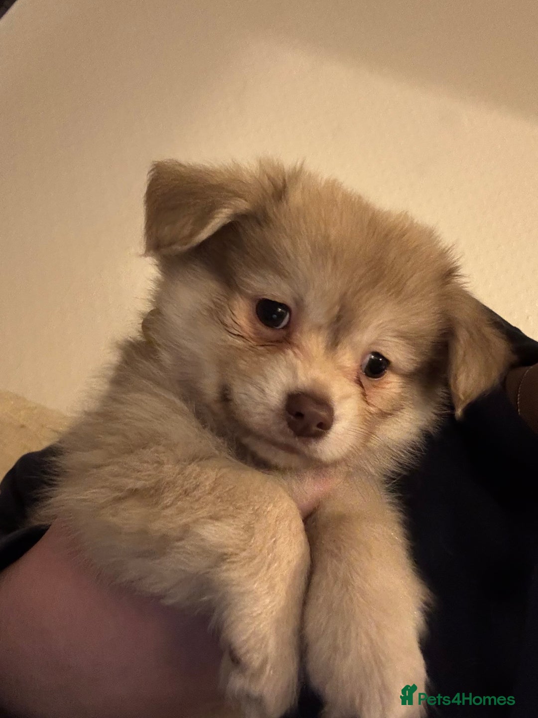 Chihuahua dogs for sale: Only 2 left! Chihuahua x Dachshund Puppies - Advert 2