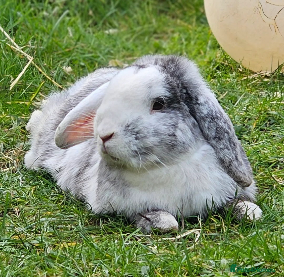 Mini Lop rabbits for sale: Rabbit for sale - Advert 4