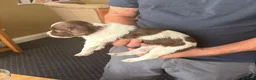 English Springer Spaniel dogs for sale: Working springer spaniels - Advert 8