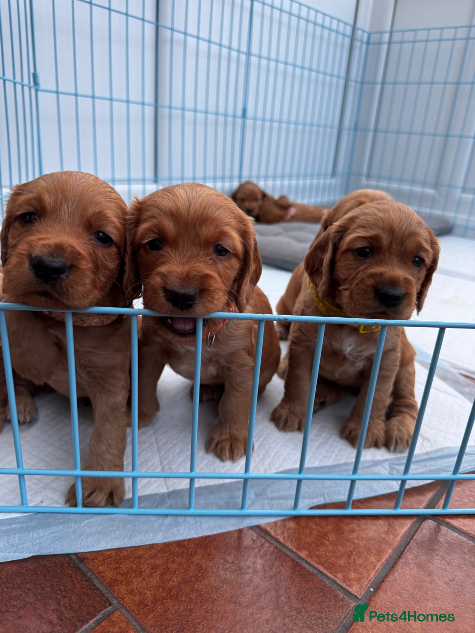 Cocker Spaniel dogs Beautiful Cocker spaniels puppies in Bristol - Advert 16