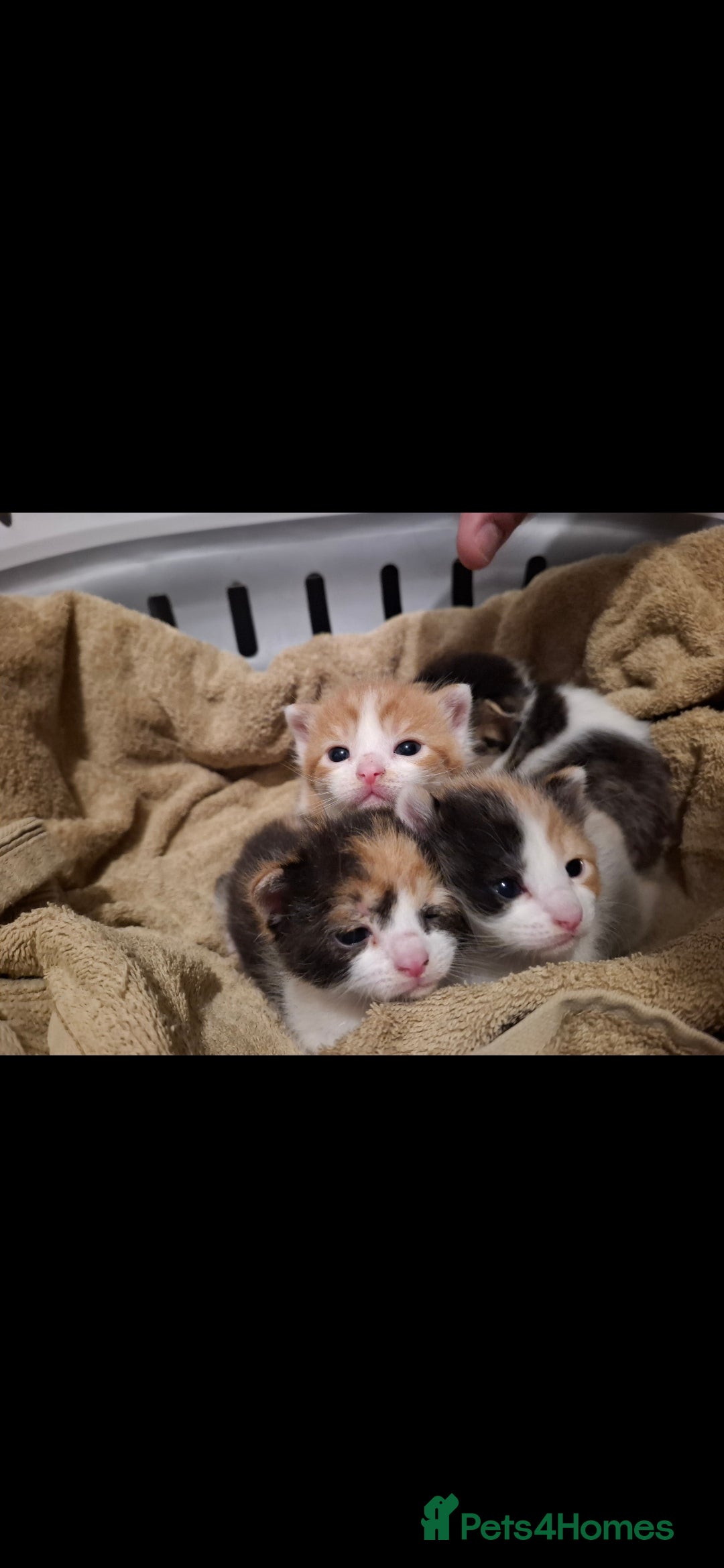 Mixed Breed cats for sale: 2 female kittens ready 17/11 - Image 4