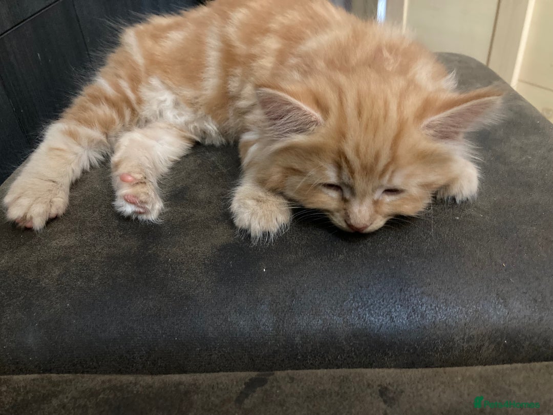 Mixed Breed cats for sale: Lovely kitten for sale  - Image 1