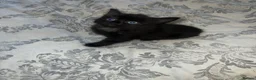 Mixed Breed cats for sale: Girl Kittens Ready for loving homes  - Advert 17