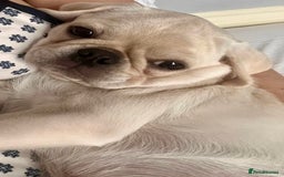 Pug dogs for sale: Casper is ready for his new home  - Image 2