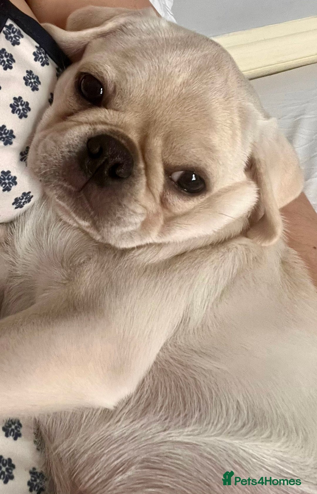Pug dogs for sale: Casper is ready for his new home  - Image 2