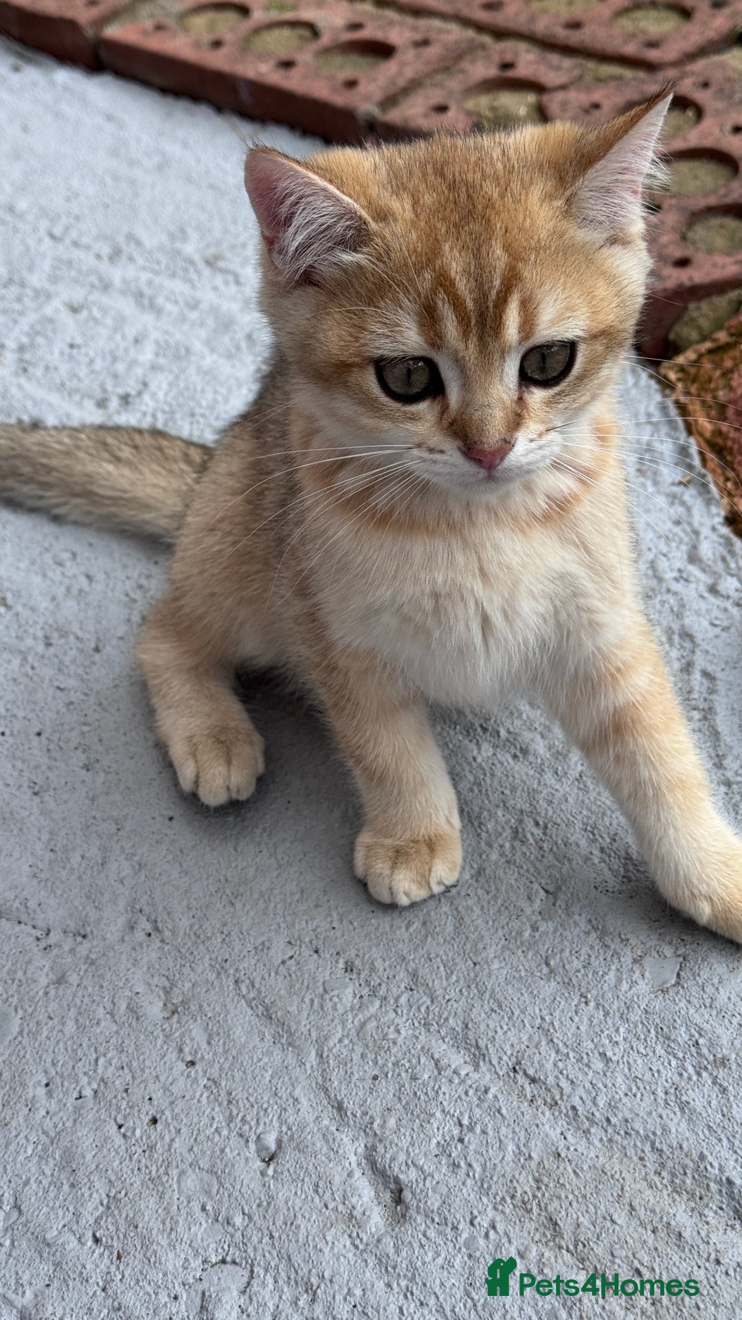 British Shorthair cats for sale: BSH GCCF Girl and Boy NY 12 GOLDEN BLACK SHEDDED  in Basildon - Image 10