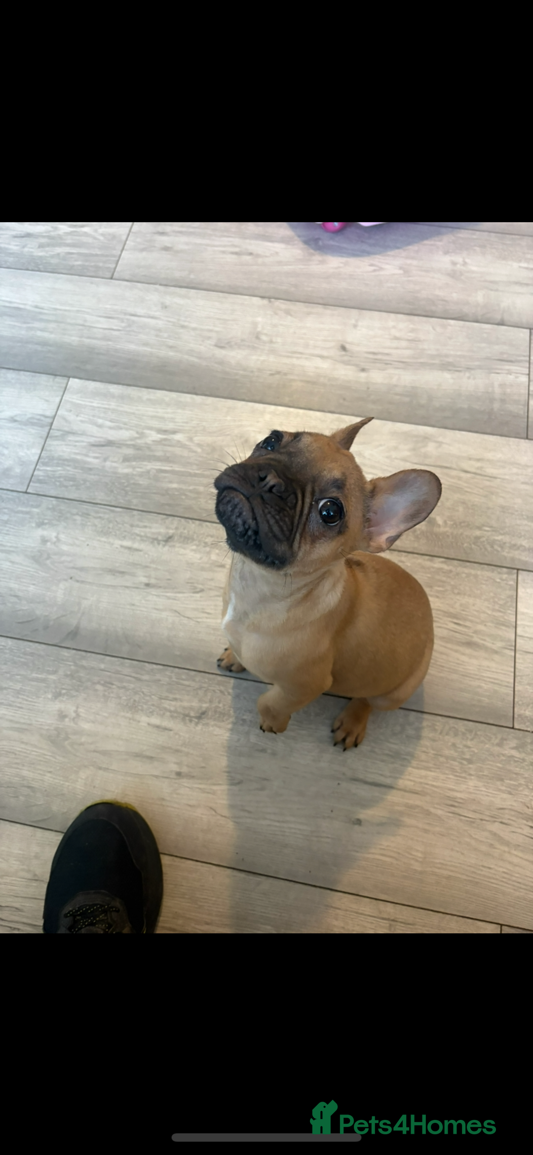 French Bulldog dogs for sale: french bulldog puppy  - Advert 4