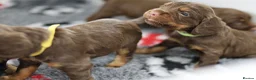 Cocker Spaniel dogs for sale: KC REGISTERED WORKING COCKER SPANIELS in Deeside - Advert 11