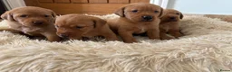 Labrador Retriever dogs for sale: Fox Red Labrador pups - Advert 14
