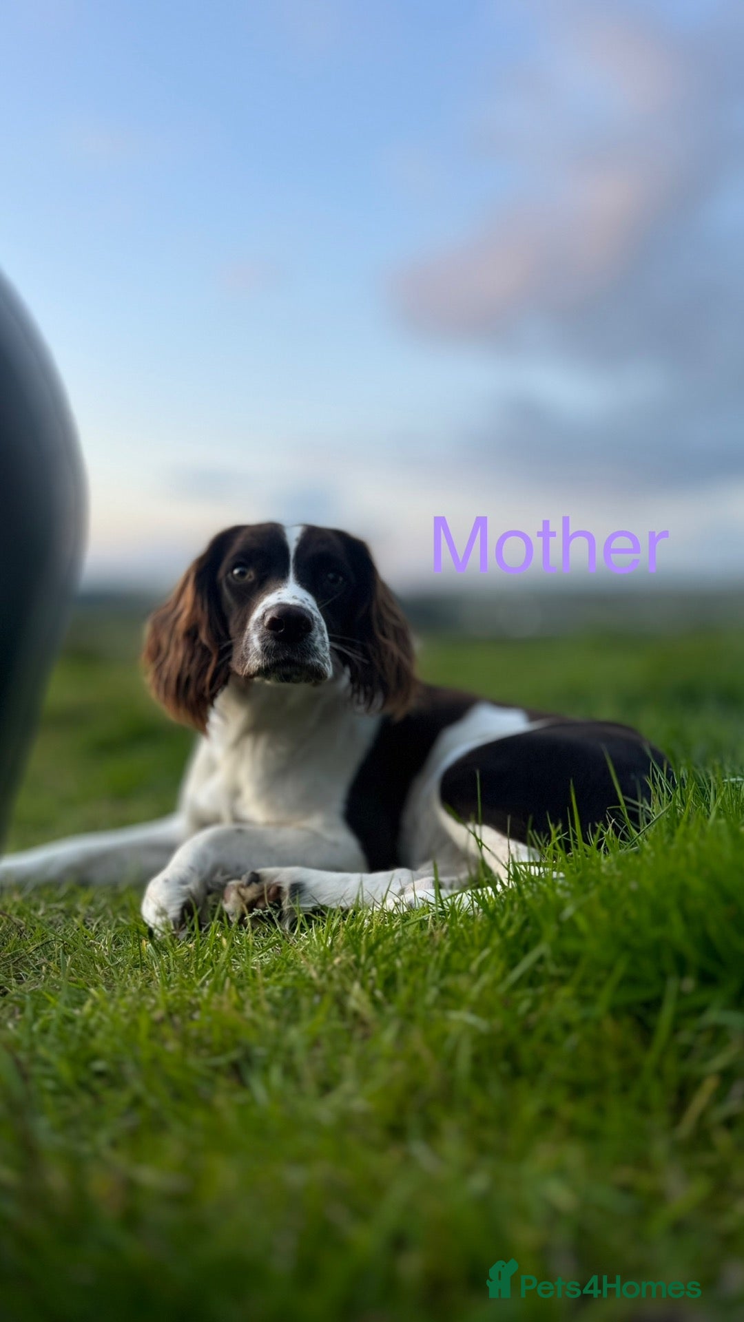 English Springer Spaniel dogs Working KC Springer Spaniel Pups - Advert 10