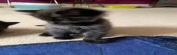 Ragdoll cats for sale: 2 Female ragdoll cats and 3 kittens-relisted - Advert 13