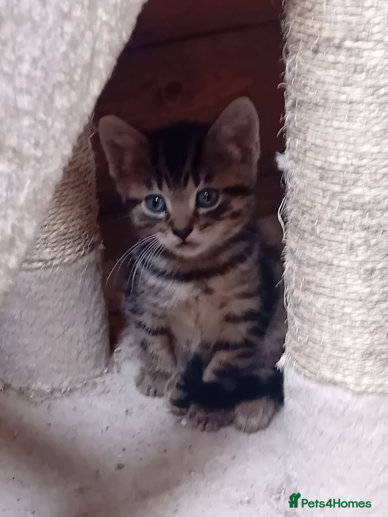 British Shorthair cats Stunning mackerel tabby kittens  - Advert 1