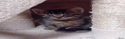 British Shorthair cats for sale: Stunning mackerel tabby kittens  - Advert 1