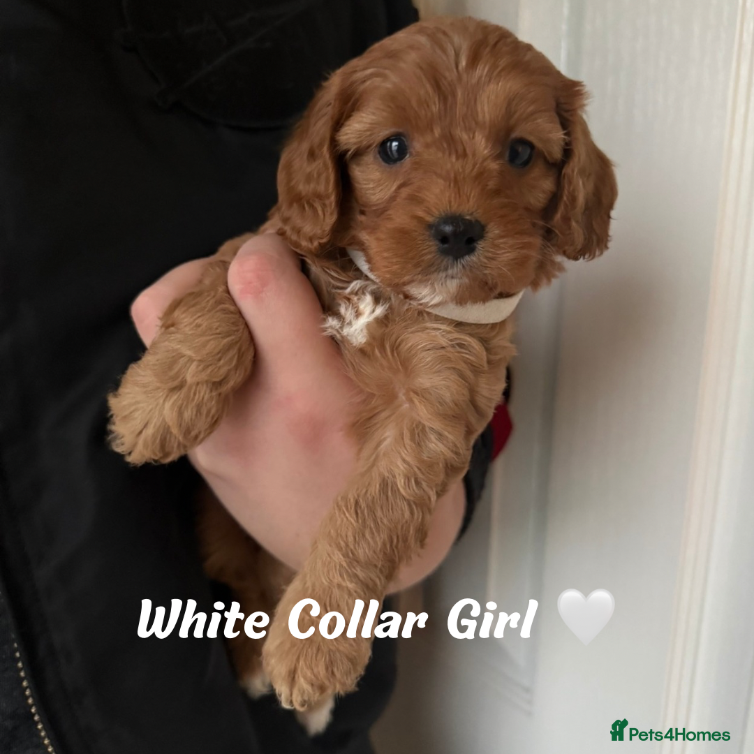 Cavapoo dogs for sale: Red F1 Cavapoo Puppies  - Advert 3