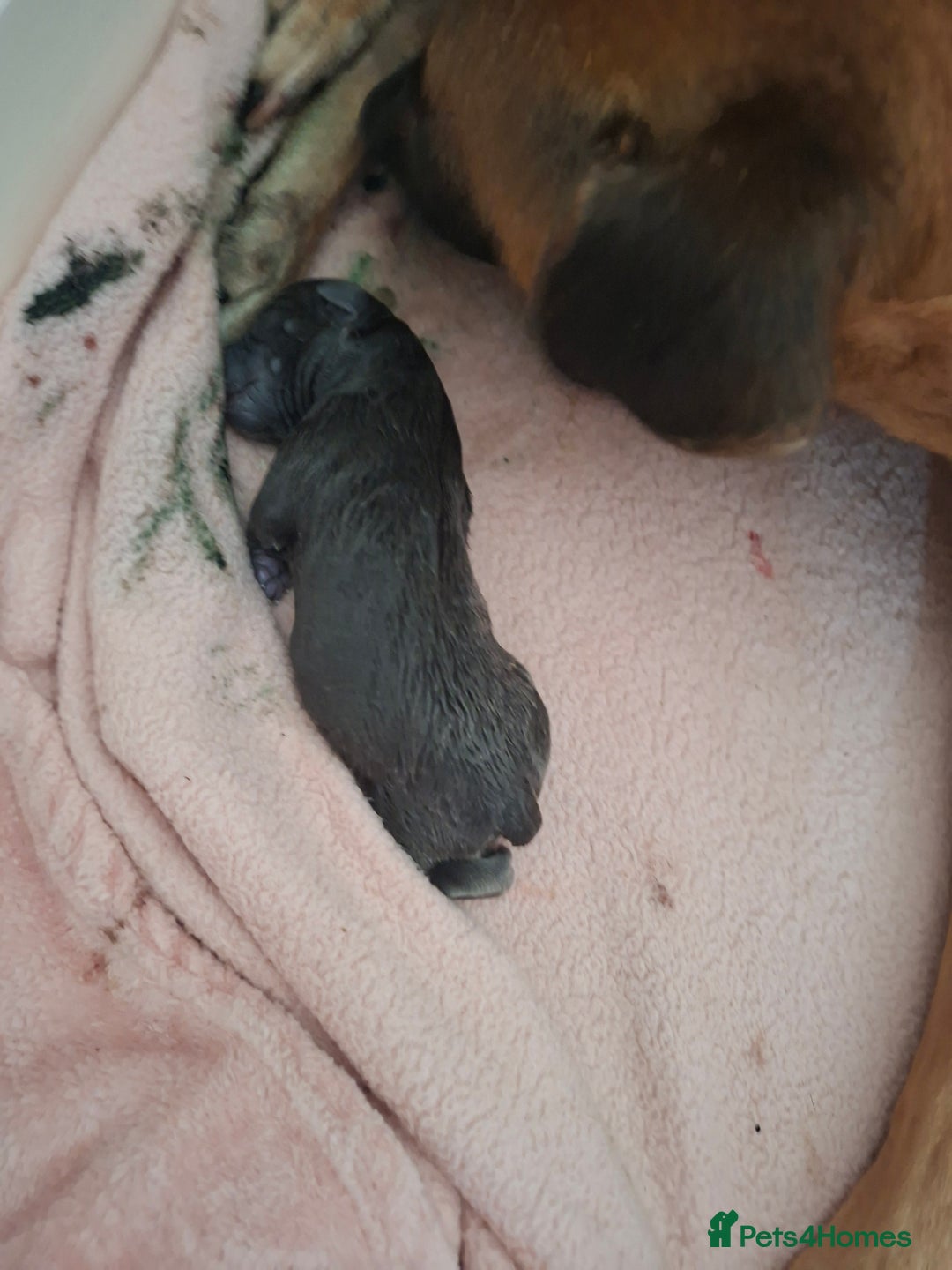 Staffordshire Bull Terrier dogs for sale: Staffy pups ready 26th august 2 brindle 3 blue - Image 21