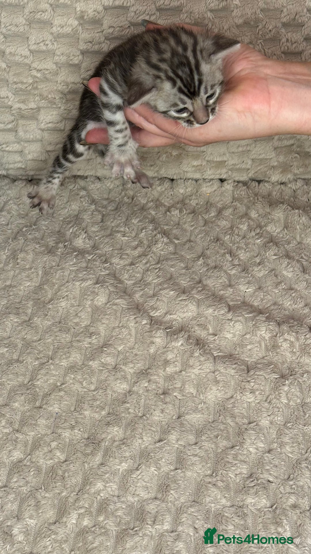 Bengal cats for sale: Pure Bengal kittens for sale  - Advert 26