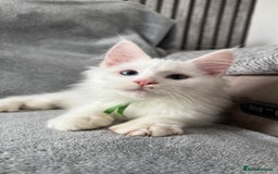 Maine Coon cats for sale: Maine Coon Kittens TICA Registered Cattery  - Image 19