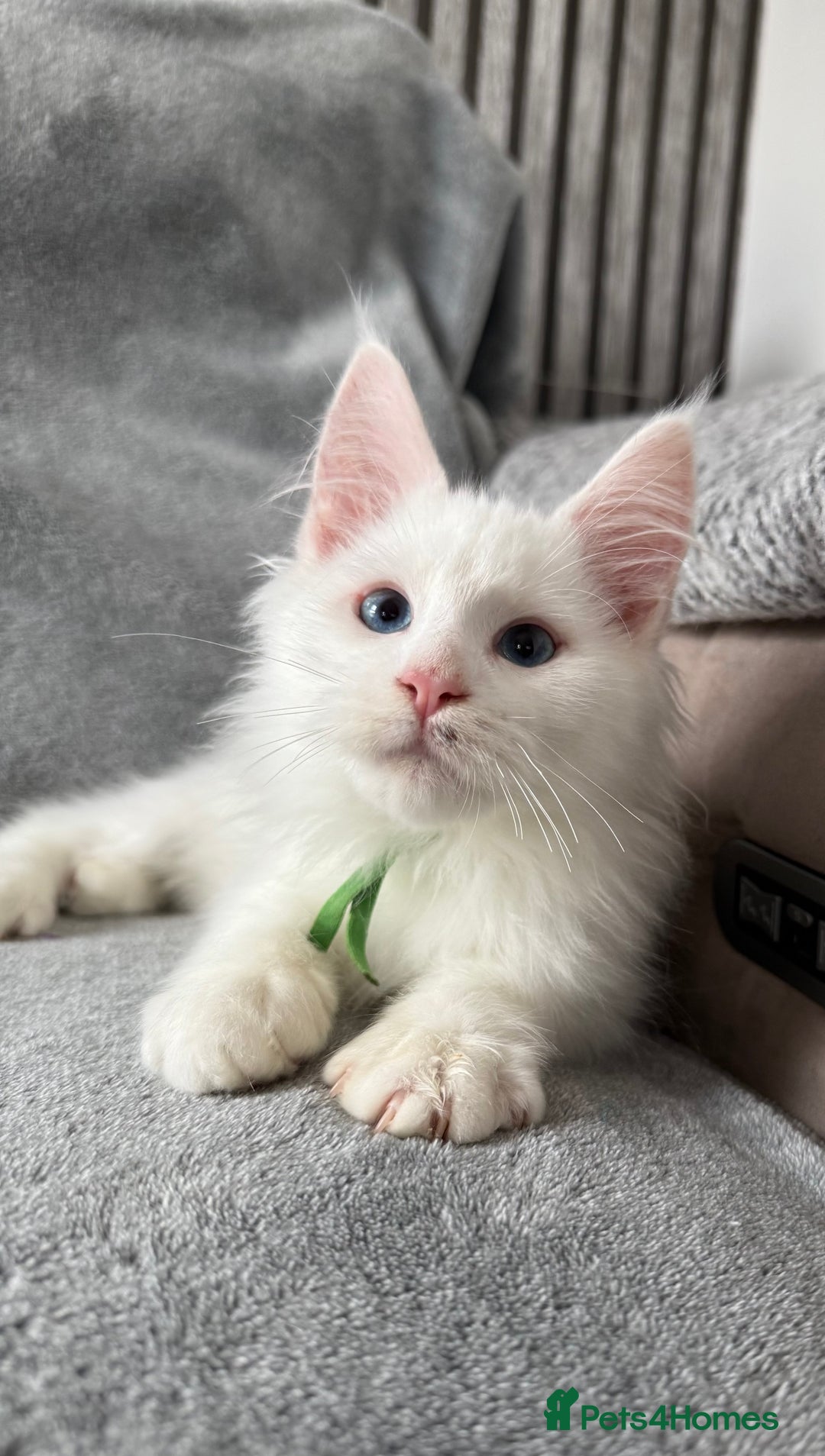 Maine Coon cats for sale: Maine Coon Kittens TICA Registered Cattery  - Image 19