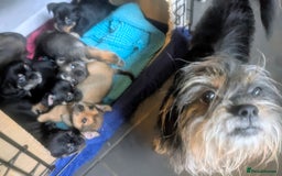 Mixed Breed dogs for sale: ShiChi x chihuahua frenchie pups - Image 3