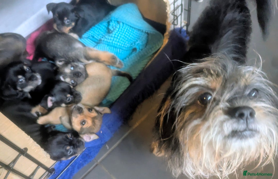 Mixed Breed dogs for sale: ShiChi x chihuahua frenchie pups - Image 3