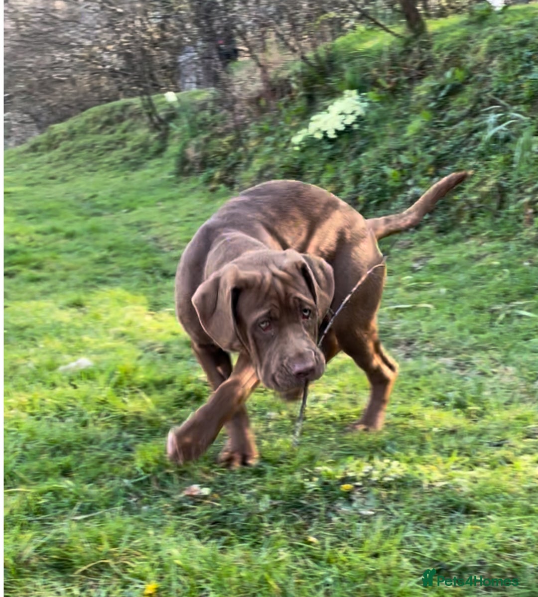 Mixed Breed dogs for sale: Cane Corso x Neapolitan Mastiff girl in Holsworthy - Image 5