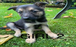 German Shepherd dogs for sale: Big chunky GSD X Collie pups ready now. - Image 1