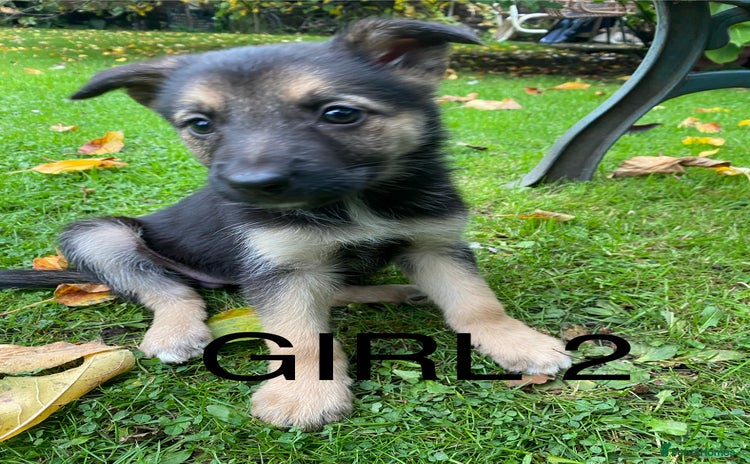 German Shepherd dogs - Advert 8