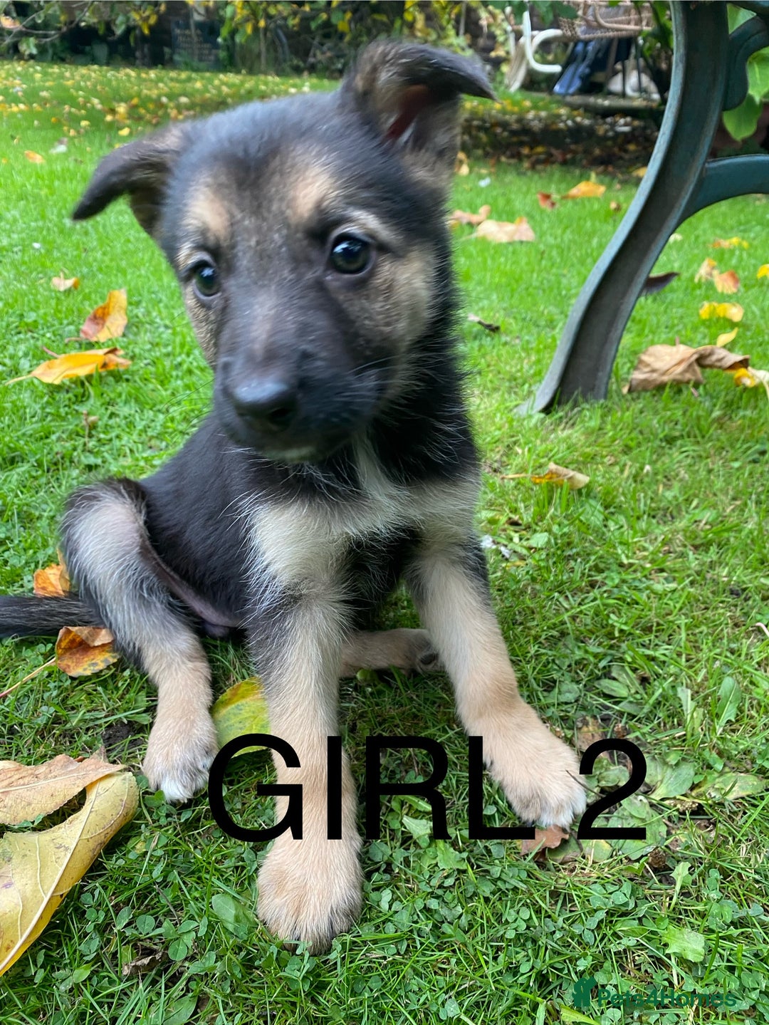 German Shepherd dogs for sale: Big chunky GSD X Collie pups ready now. - Image 1