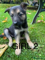 German Shepherd dogs - Advert 12