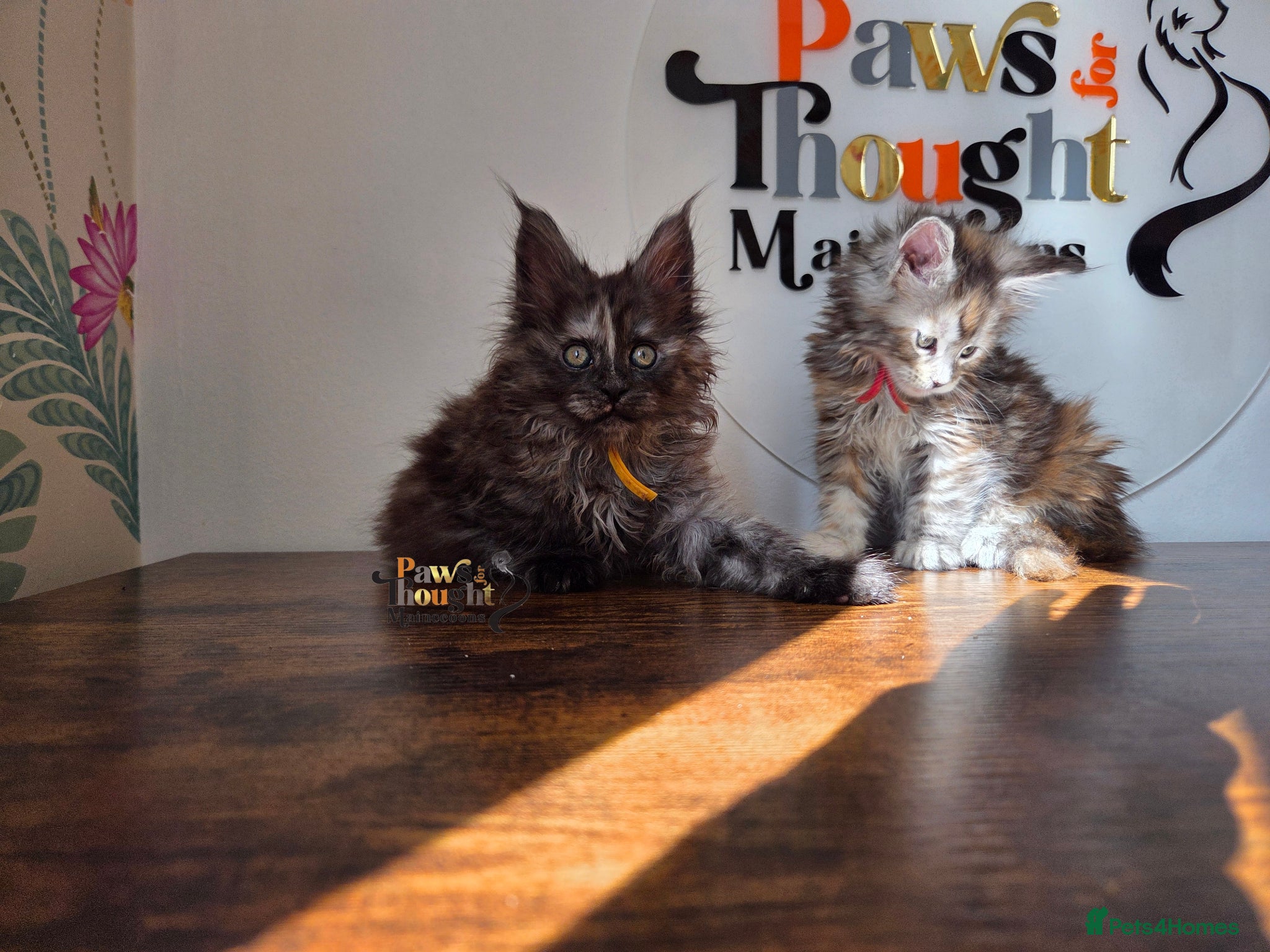 Maine Coon cats Outstanding Quality TICA reg Kittens - Advert 1