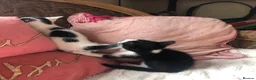 Domestic Shorthair cats for sale: Black and white domestic short hair boy kittens in Buxton - Advert 9