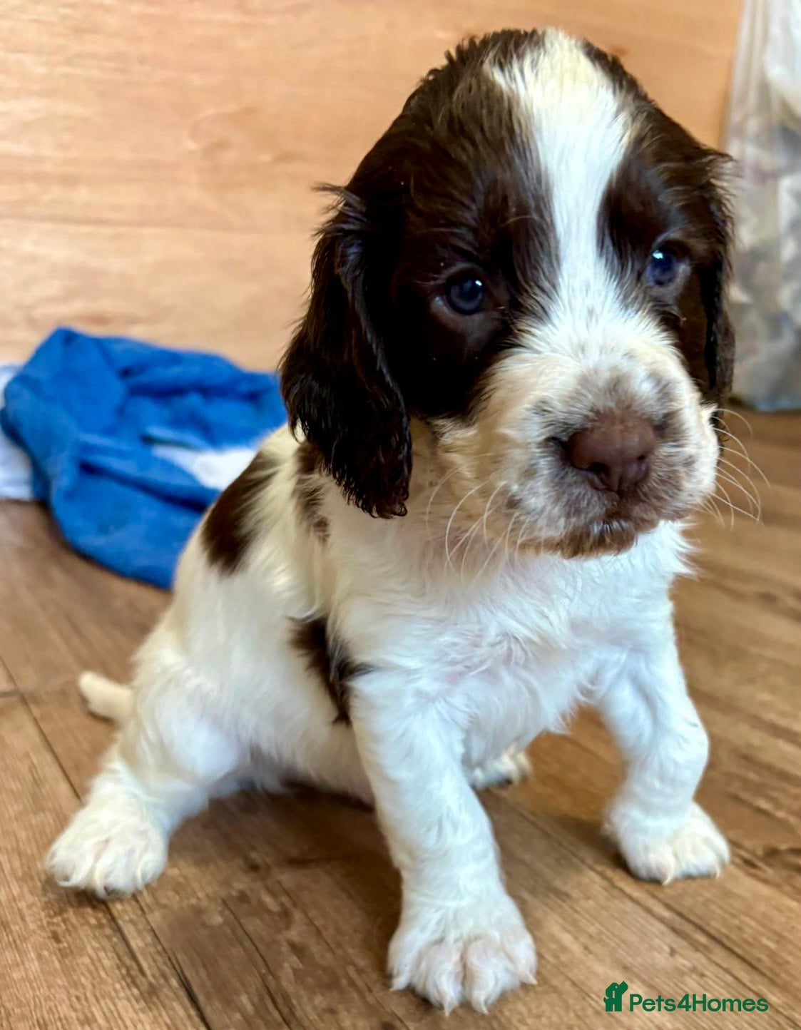 English Springer Spaniel dogs English springer spaniel pups for sale  - Advert 4