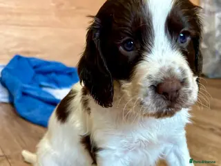English Springer Spaniel dogs English springer spaniel pups for sale - Advert 4