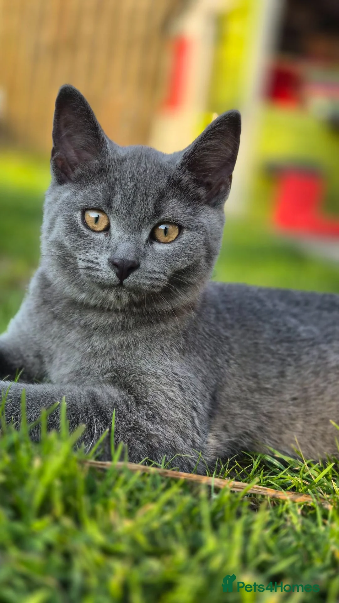 British Shorthair cats for sale:  British Cross Shorthair Kittens - Advert 1