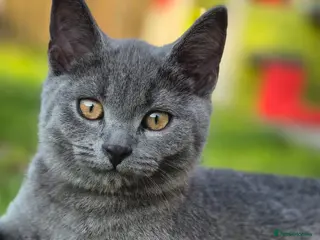 British Shorthair cats Beautiful British Shorthair Cross Kittens - Advert 2