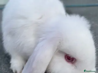 Mini Lop rabbits Albino Minilops - Advert 3