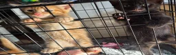 Mixed Breed cats for sale: Gorgeous kittens, mixed breed, boys and girls  - Advert 7