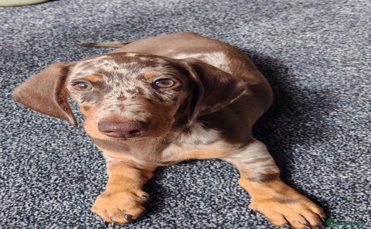 Miniature Dachshund dogs - Advert 6