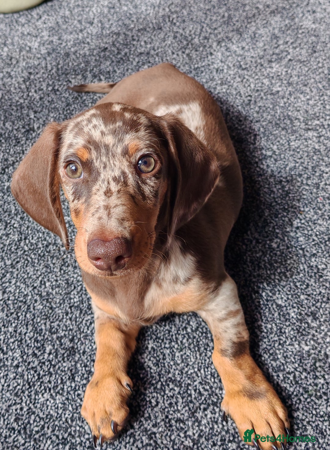 Miniature Dachshund dogs for sale: MINIATURE DACHSHUND FOR SALE  - Image 1