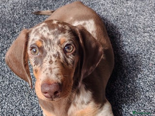 Miniature Dachshund dogs - Advert 30