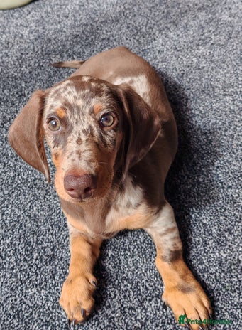 Miniature Dachshund dogs - Advert 15