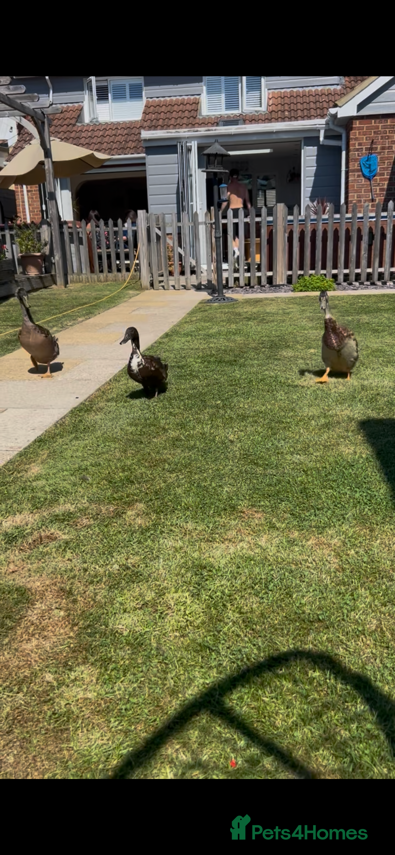 Ducks poultry Indian runners  - Advert 5