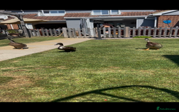 Ducks poultry for sale: Indian runners  - Image 1