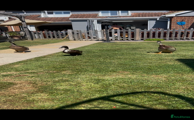 Ducks poultry - Advert 1