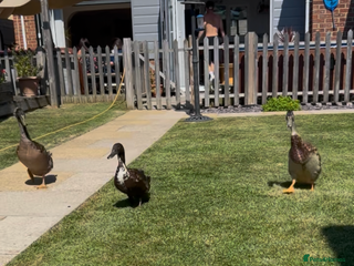 Ducks poultry - Advert 3