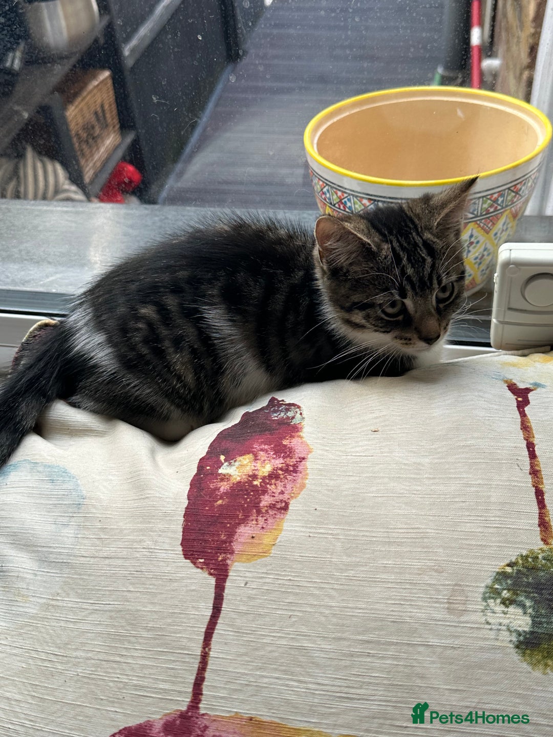 British Longhair cats for sale: British Longhair cross Bengal - Image 5