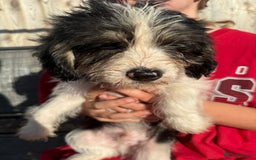 Mixed Breed dogs for sale: Beagle Cross puppies  - Image 17